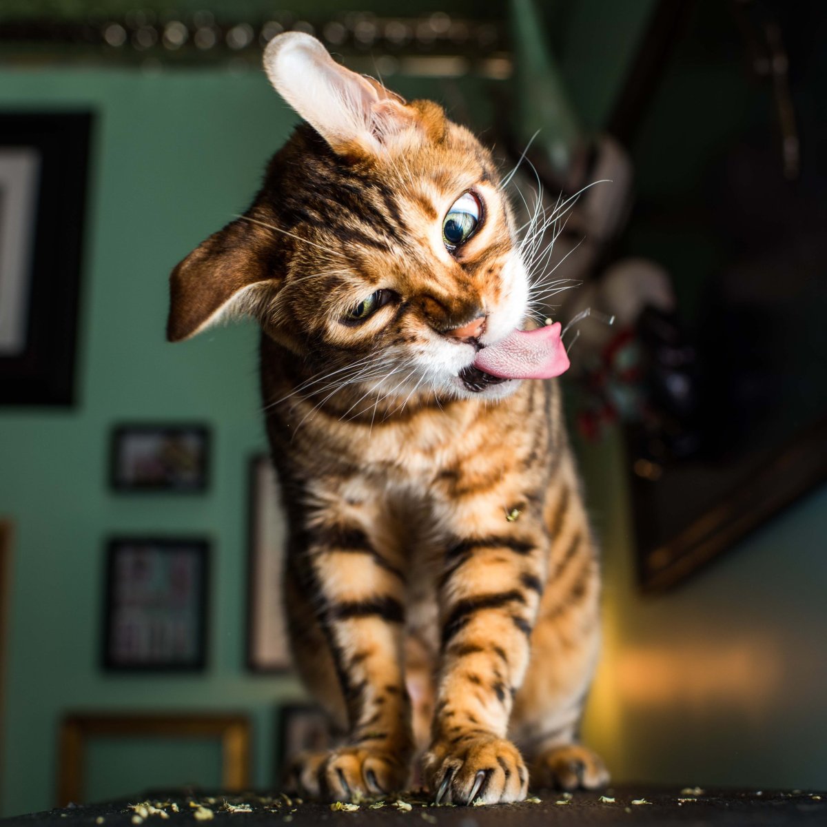 Котята смешные игривые