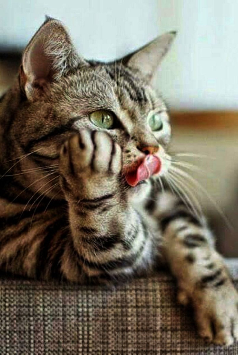 Прикольные кошки
