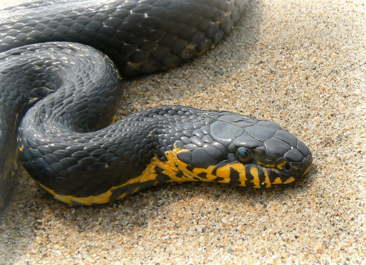 Амурский полоз змея