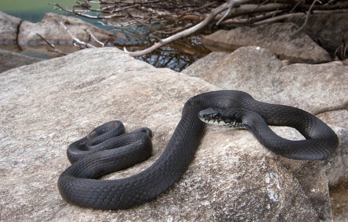 Гадюка меланист