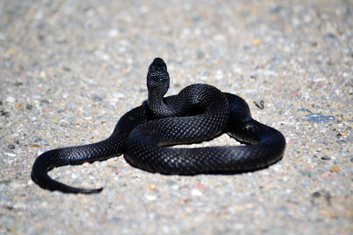 Гадюка Казнакова