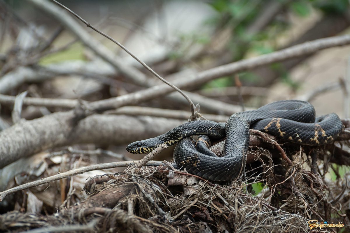 Дальневосточный полоз змея