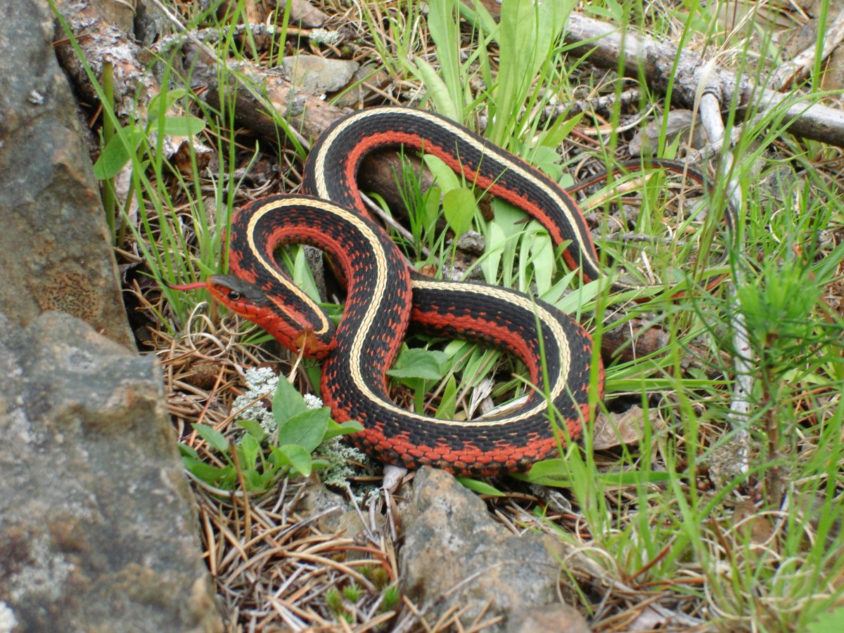 Полоз меланист