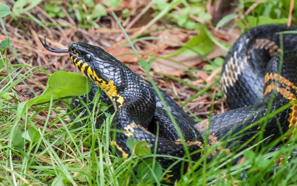 Black rat Snake змея