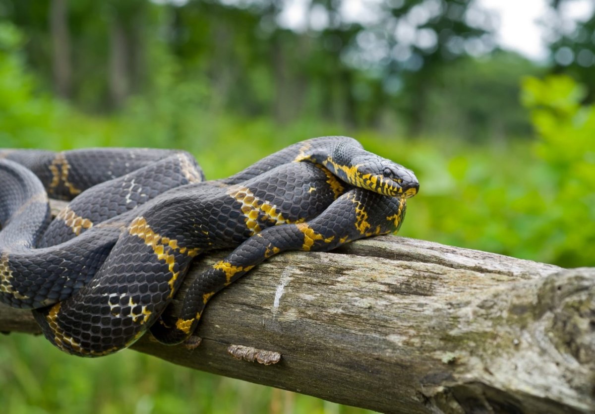 Полоз змея на Дальнем востоке