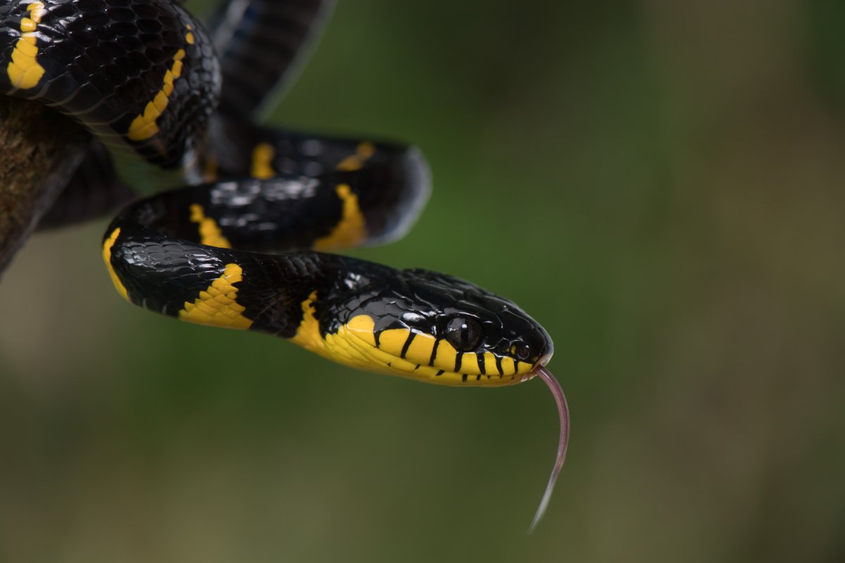 Королевская змея нигрита