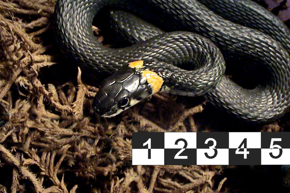 Гадюка обыкновенная голубая