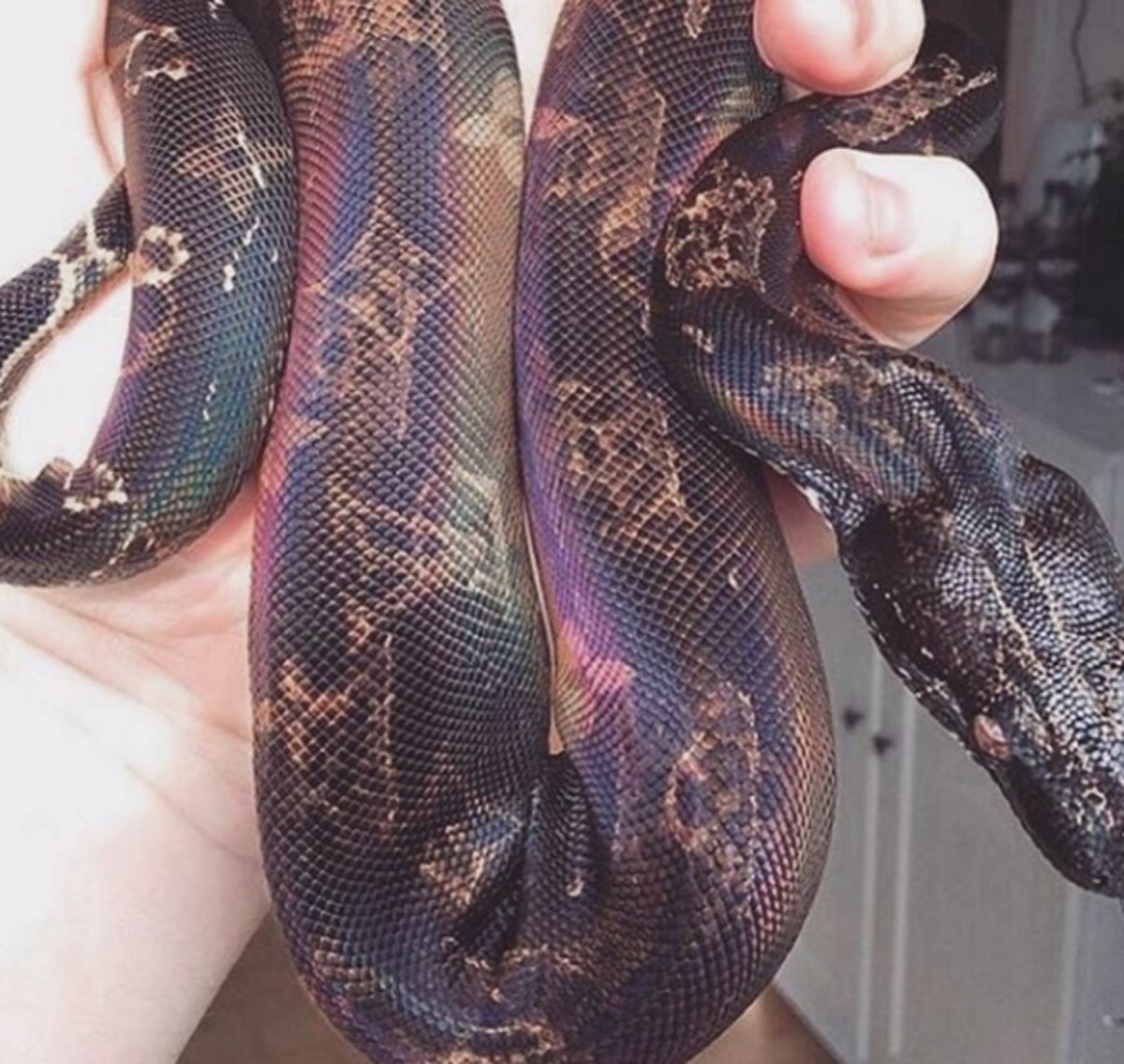 Голубая подвязочная змея