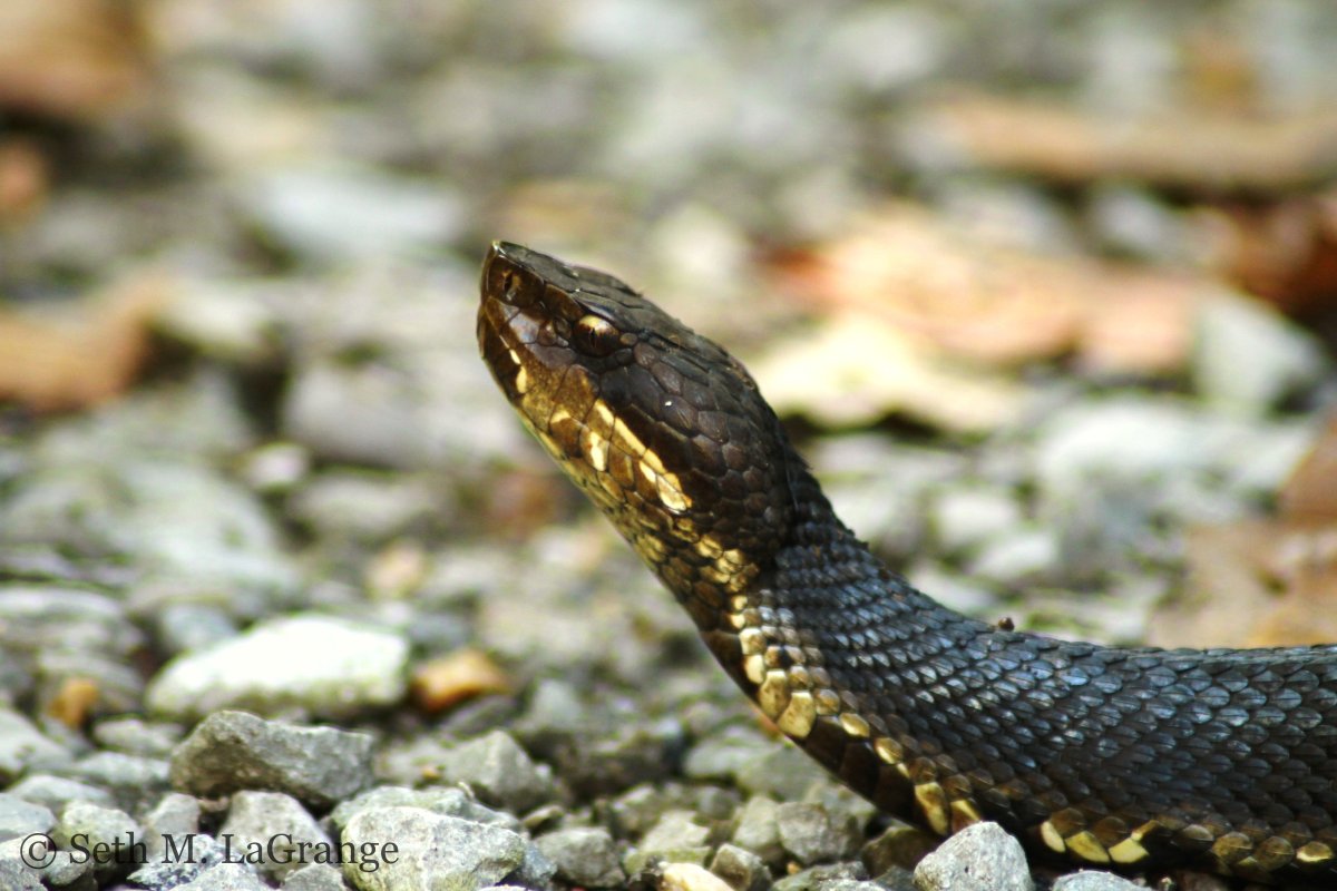 Черный питон змея