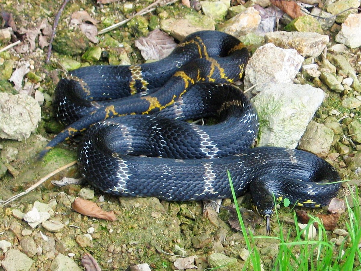 Королевская гадюка черная