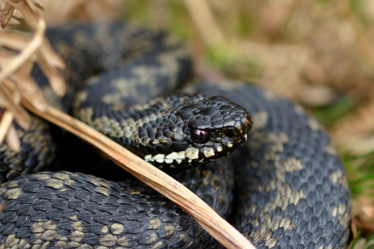 Обыкновенная гадюка НСО