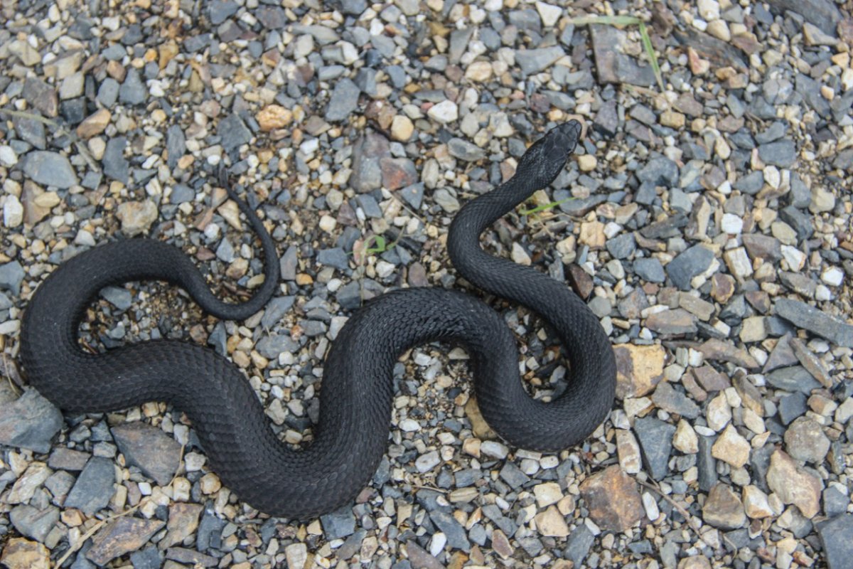 Гадюка меланист чёрная