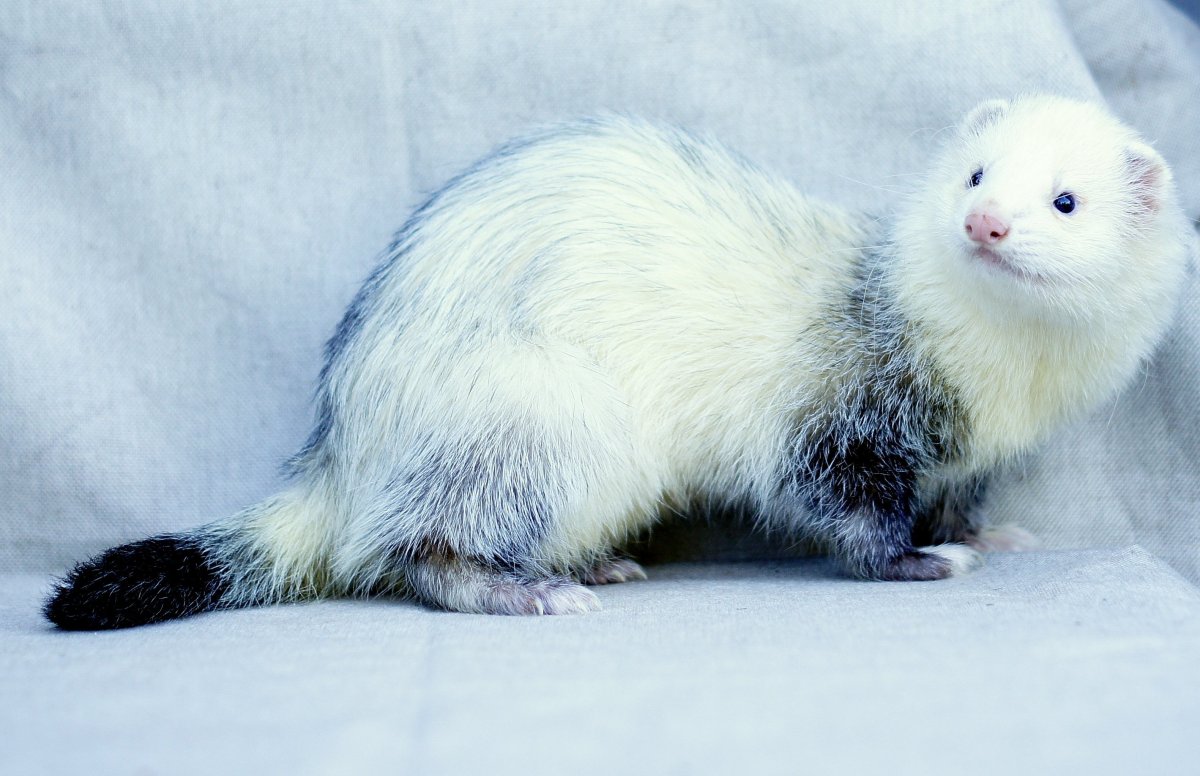 Хорек норка Хонорик