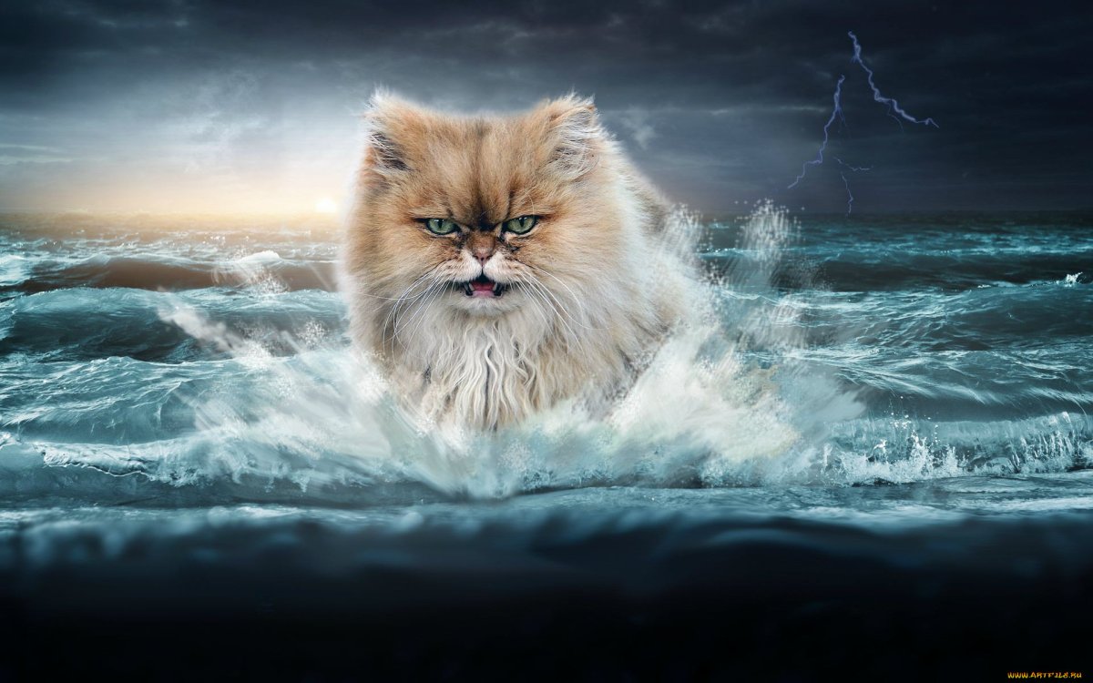 Кот на море