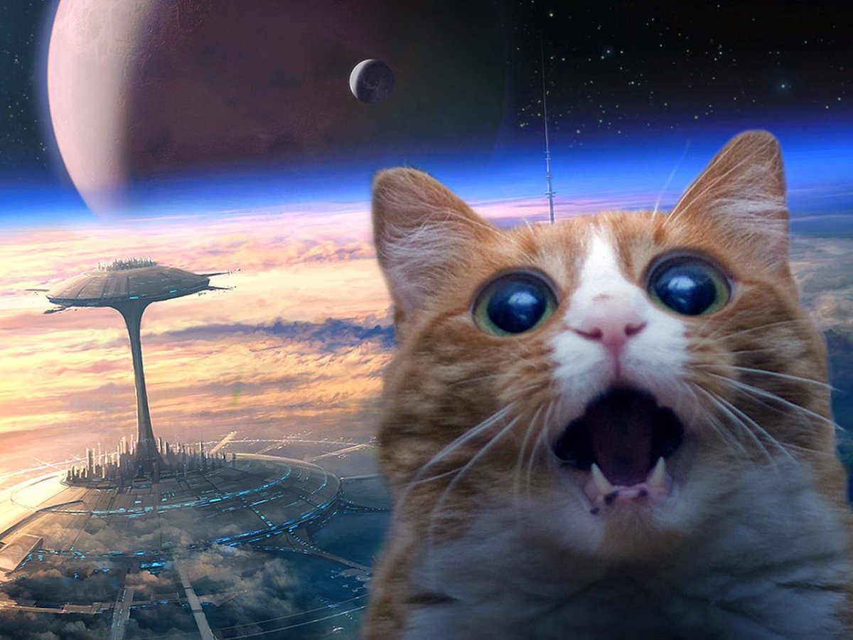 Кот летает в космосе