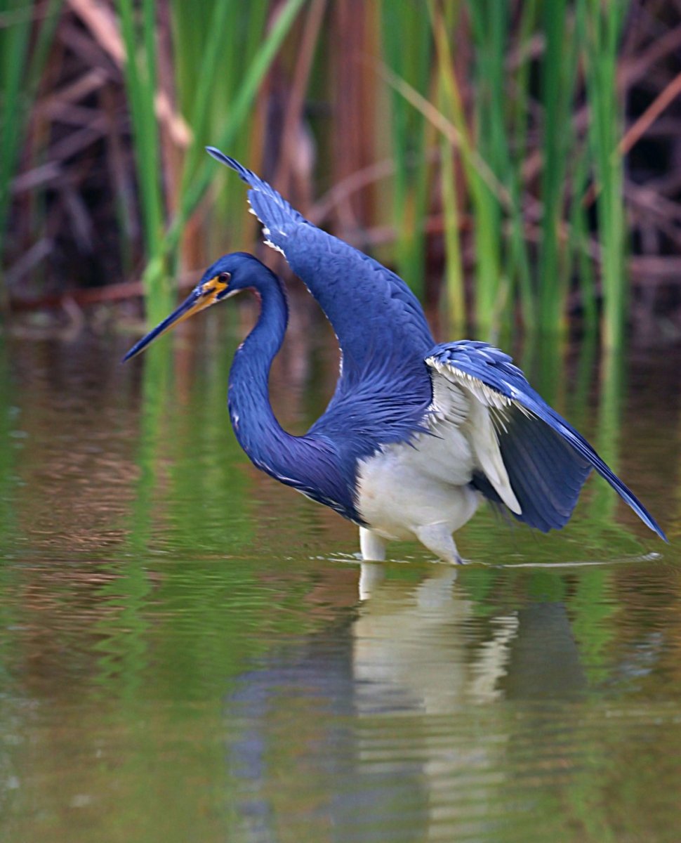 Голубоногая цапля