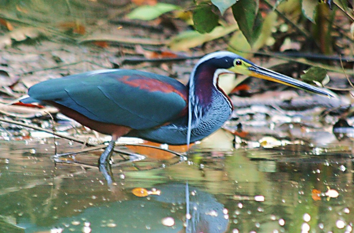 Агами птица