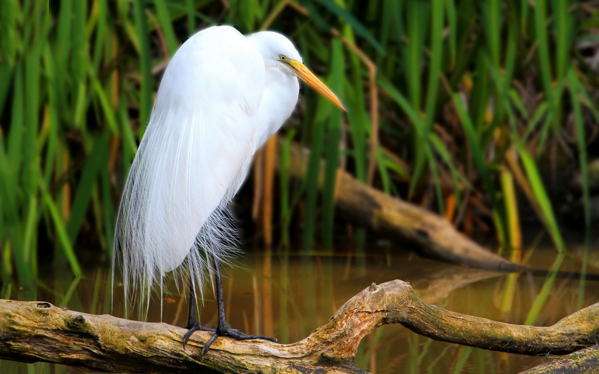 Радужная цапля