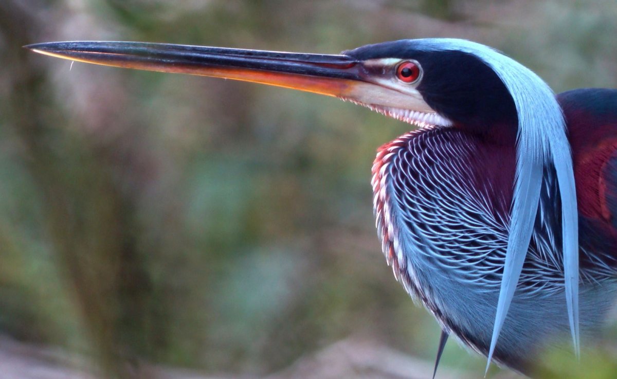 Agami Heron