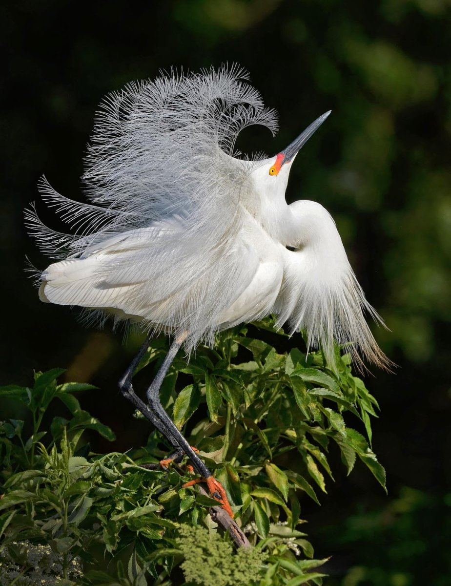 Хохлатая цапля