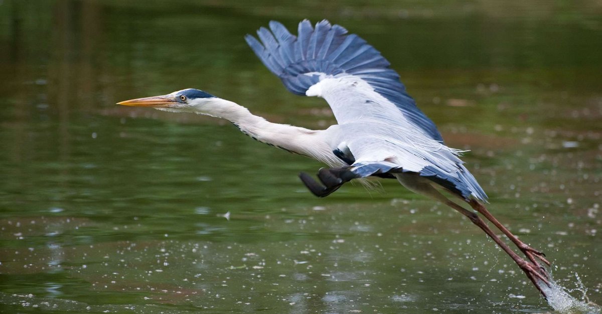 Японская ЦАПЛЯВ полёте