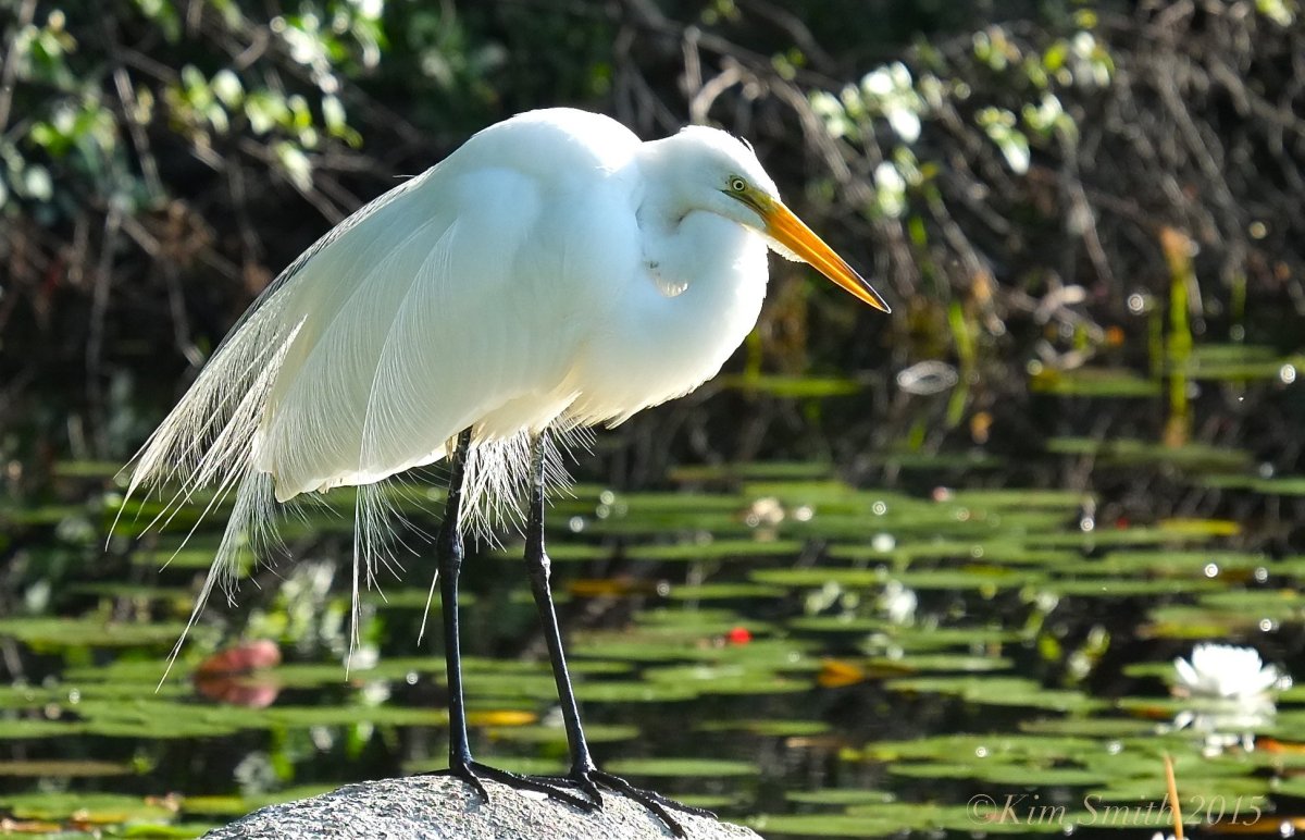 Цапля альбинос