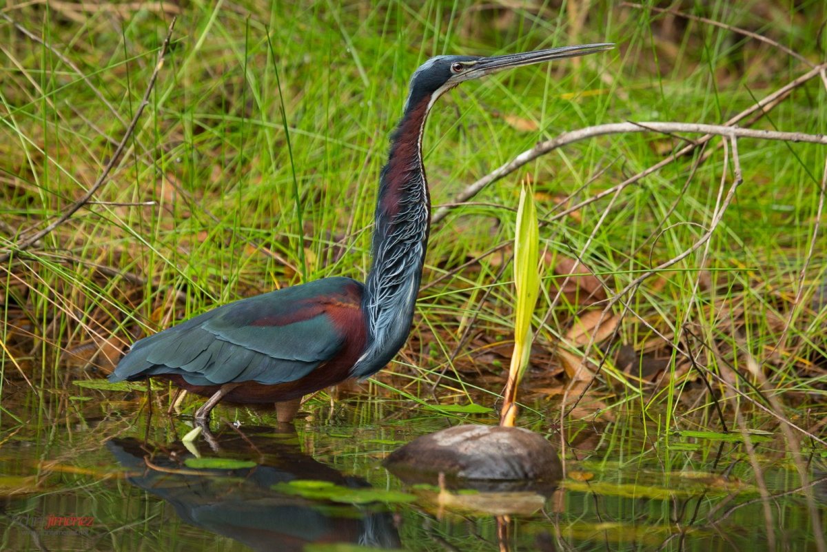 Цапля Агами