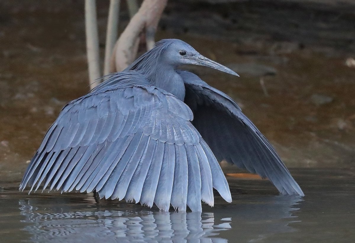 Серая цапля меланист