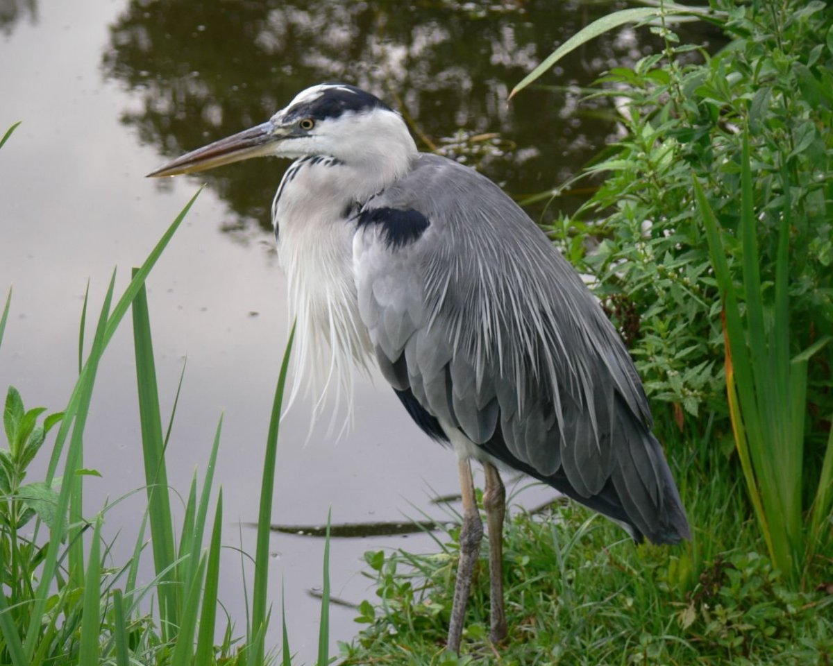 Японская цапля