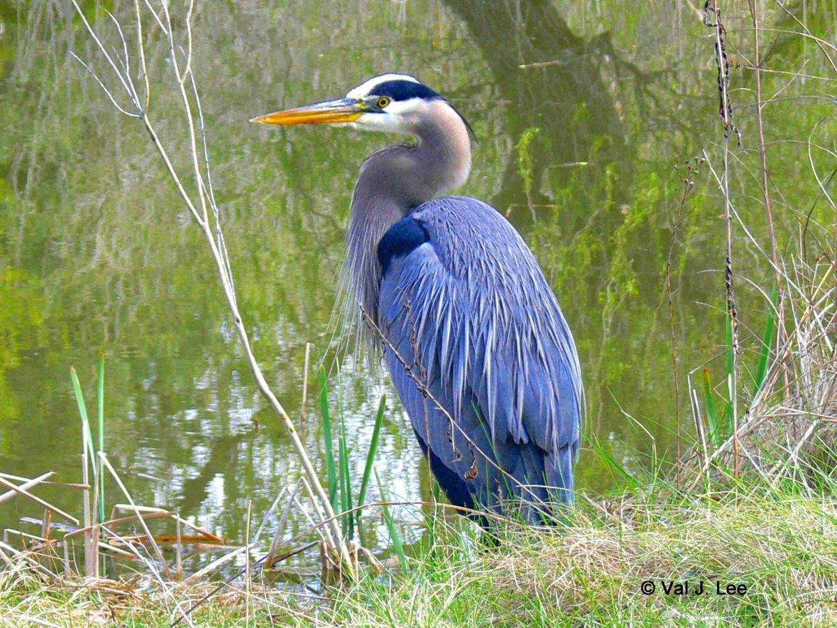 Голубоногая цапля