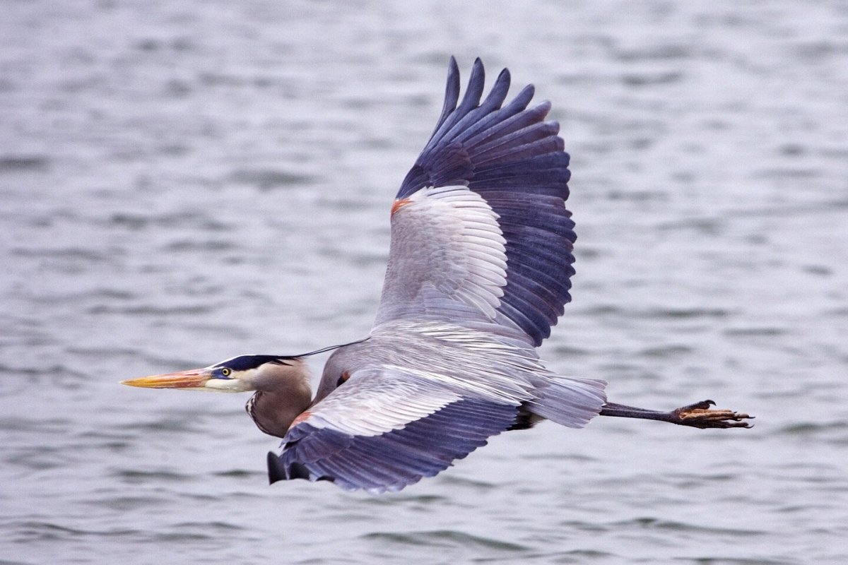 Great Blue Heron