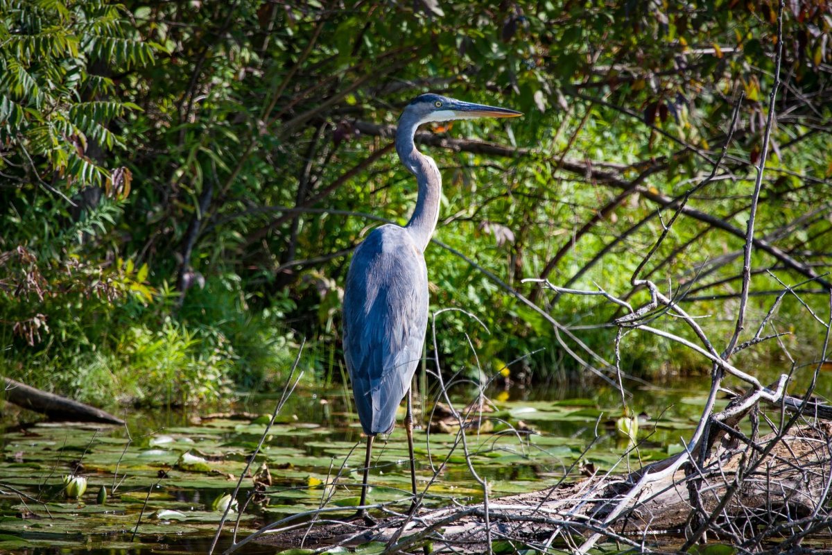 Мадагаскарская жёлтая цапля