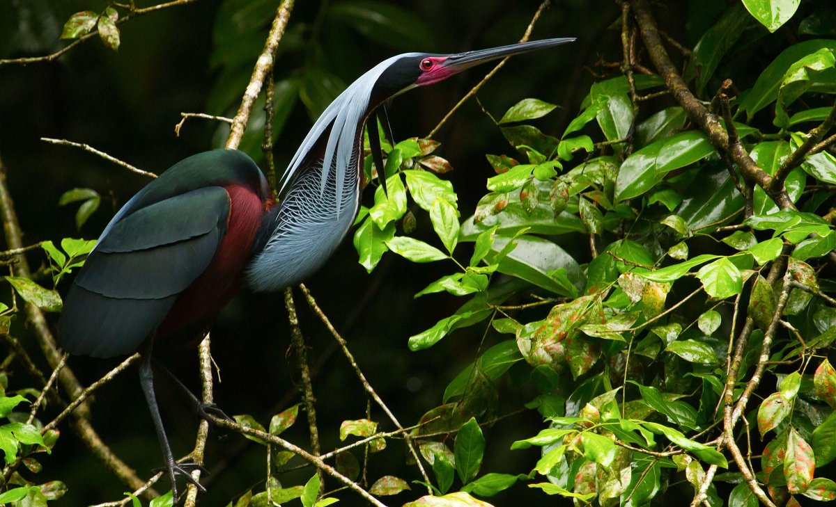 Agami Heron