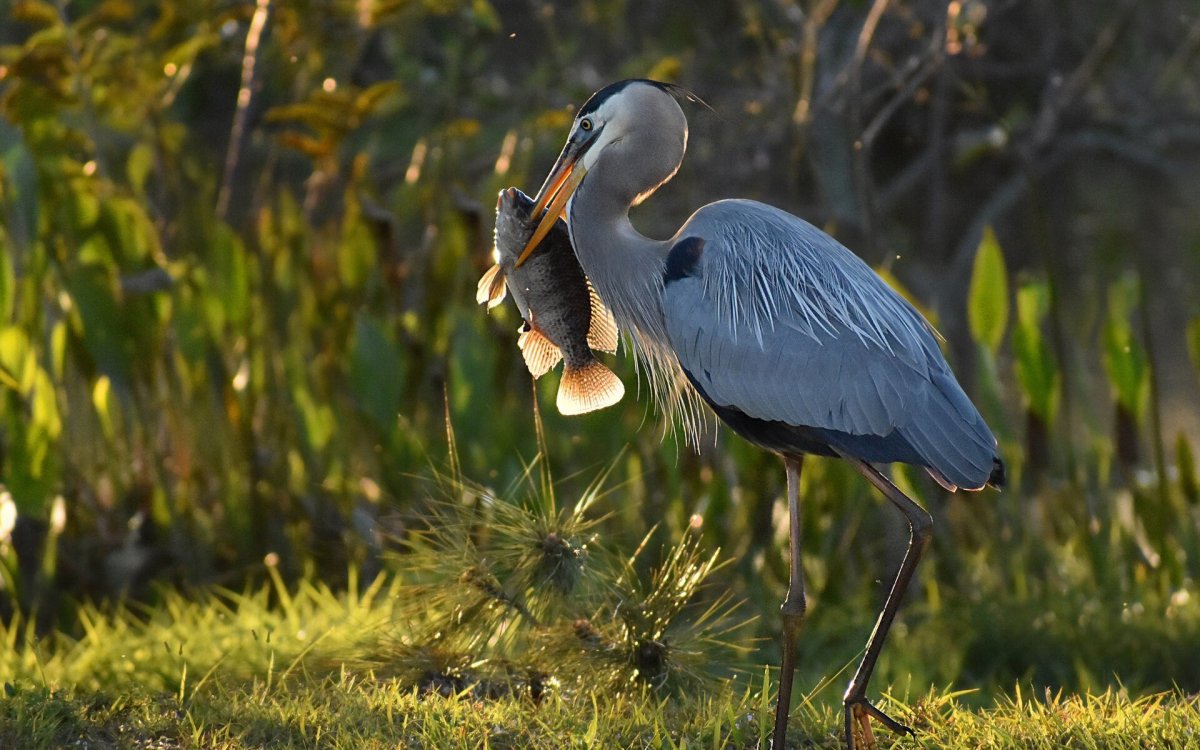 Мадагаскарская цапля