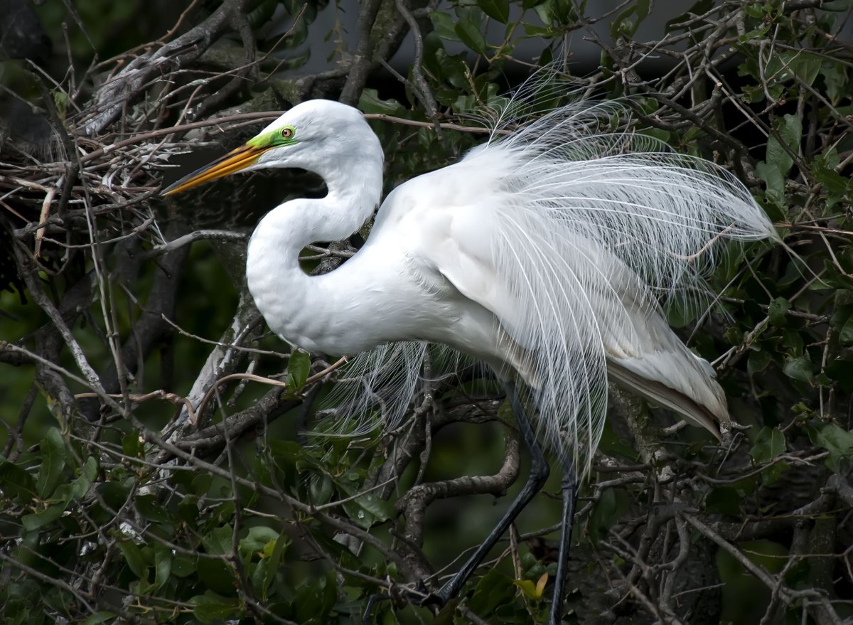 Белая цапля с хохолком