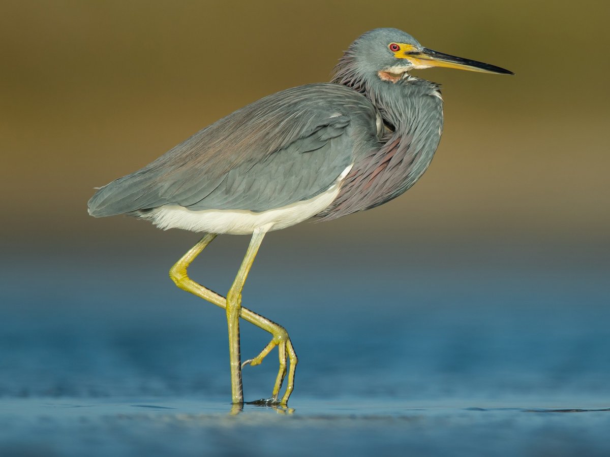 Tricolored Heron