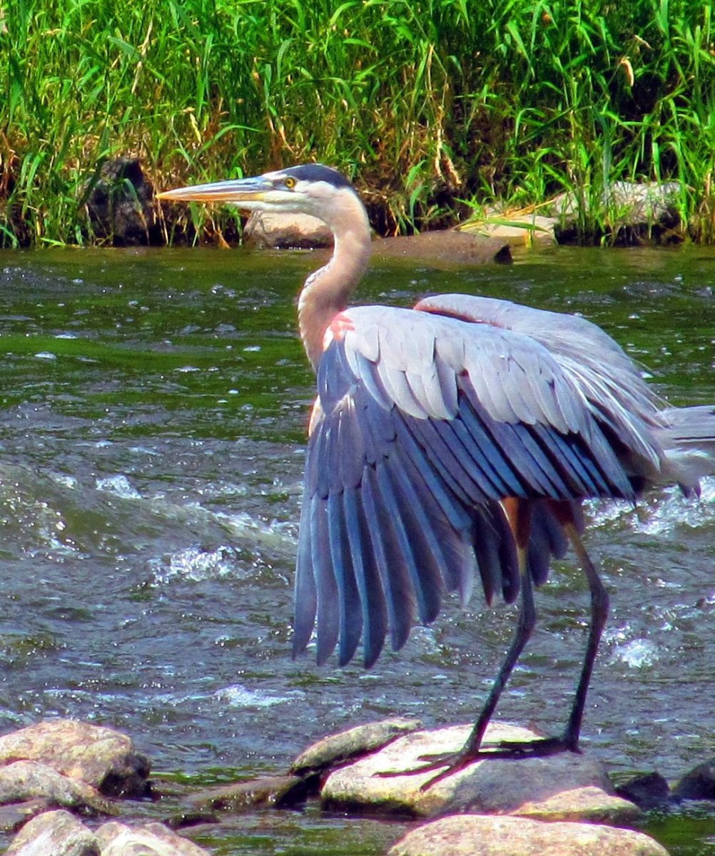 Королевская голубая цапля Херон