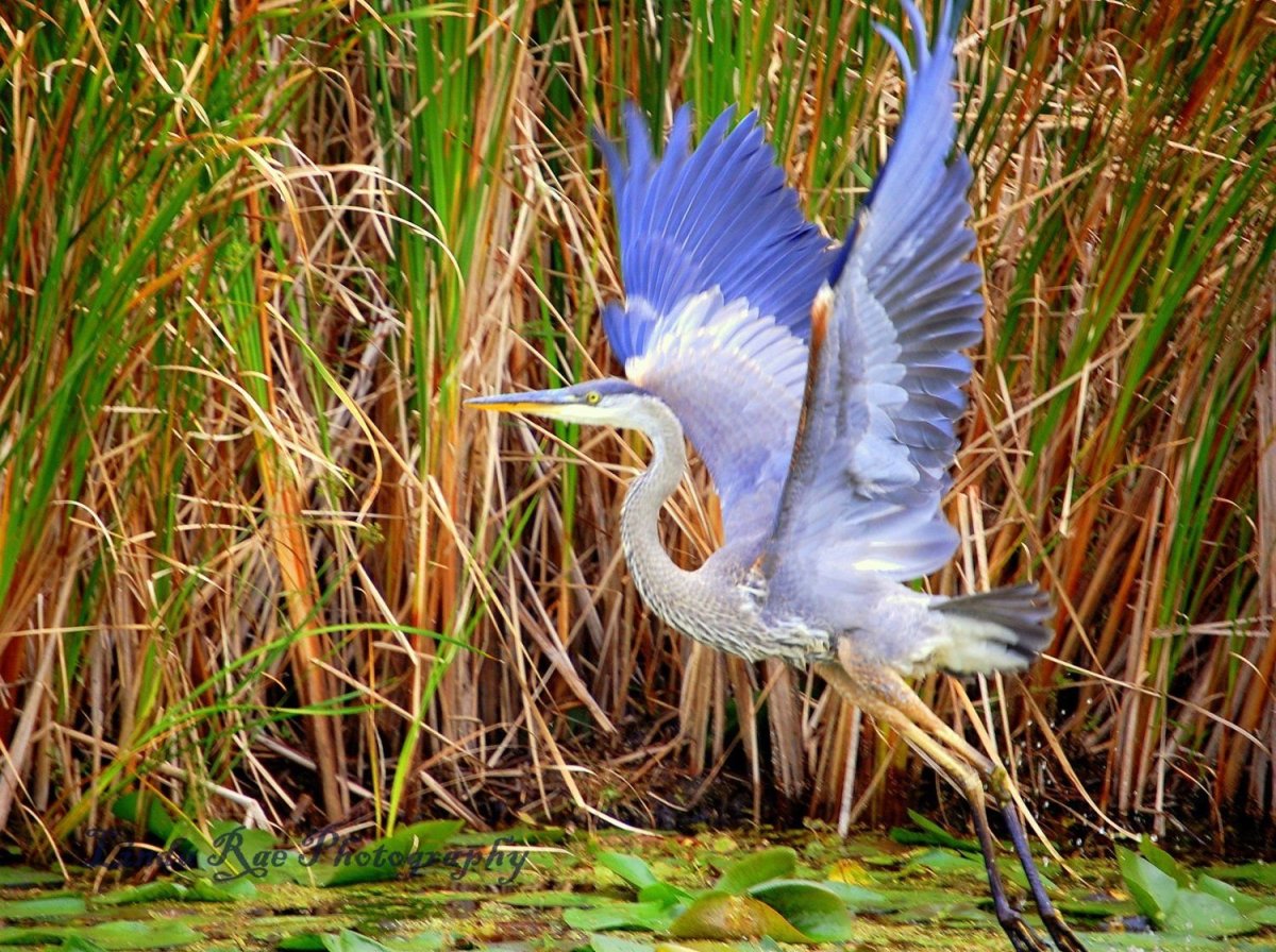Малая голубая цапля