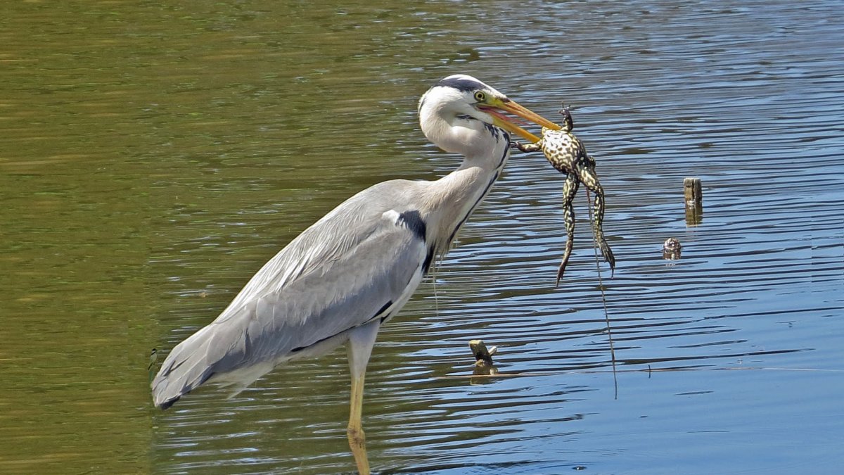 Серая цапля ест лягушку