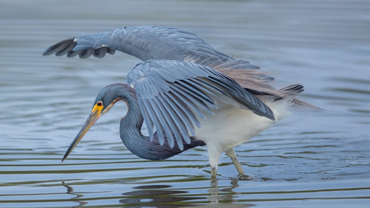 Малая голубая цапля