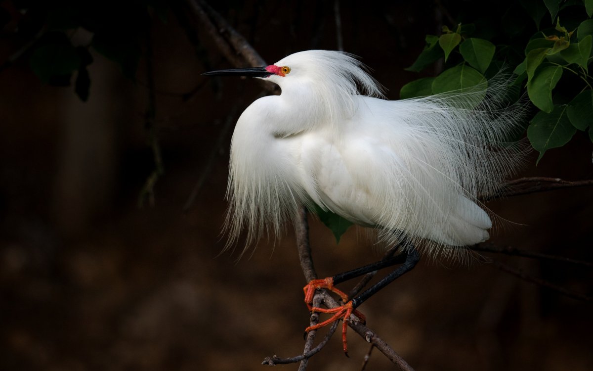 Белая хохлатая цапля