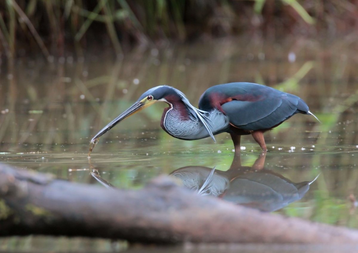 Журавль Агами