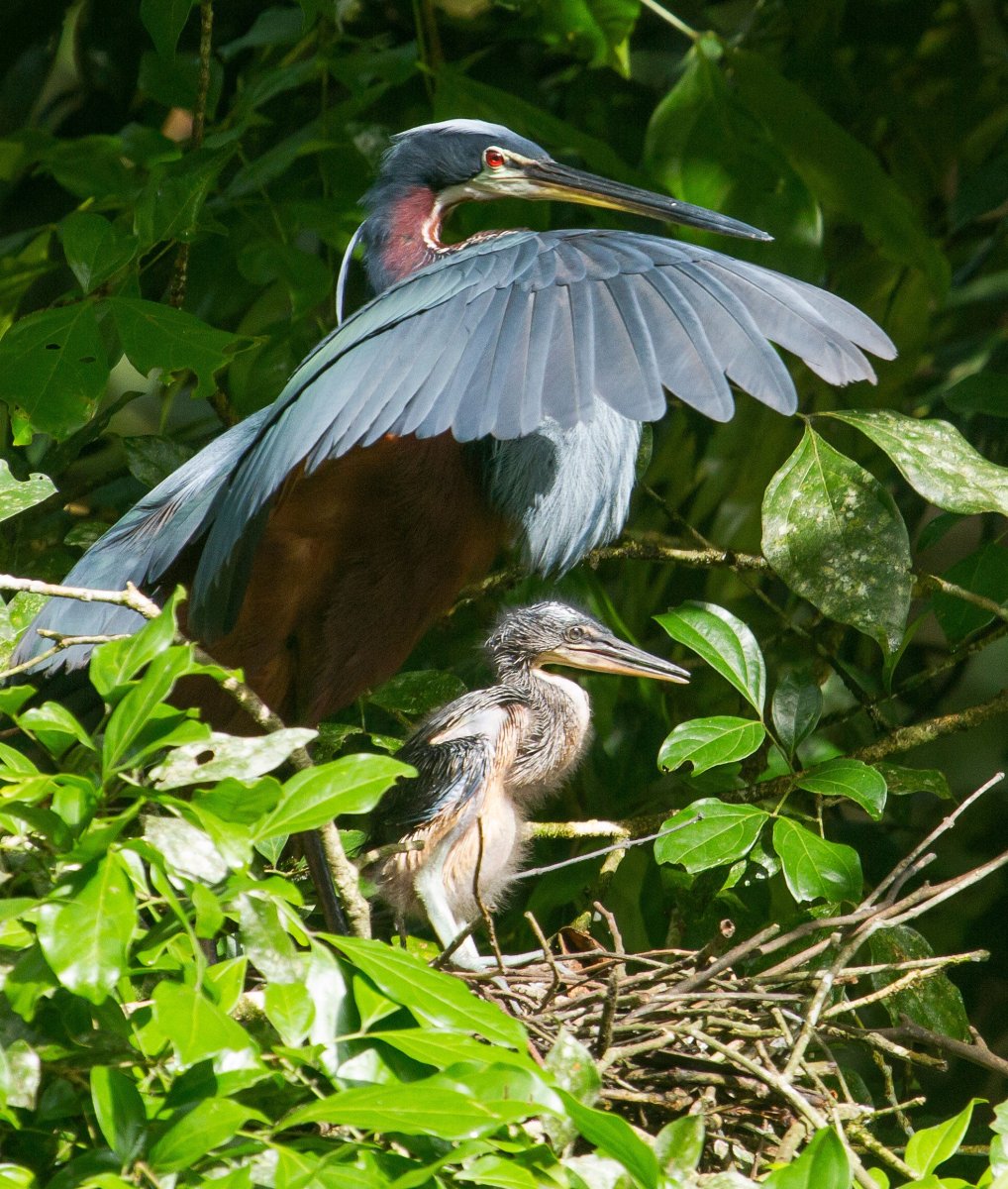 Мадагаскарская цапля