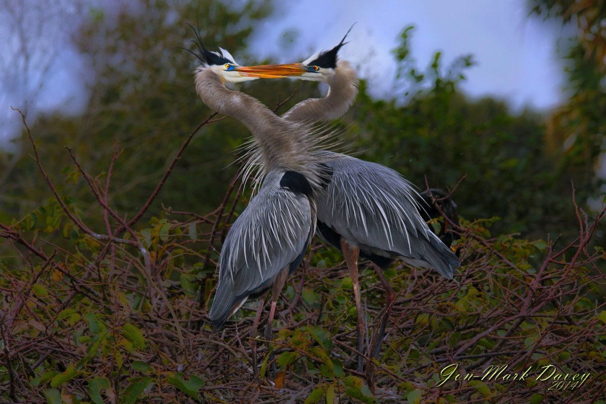 Хохлатая цапля