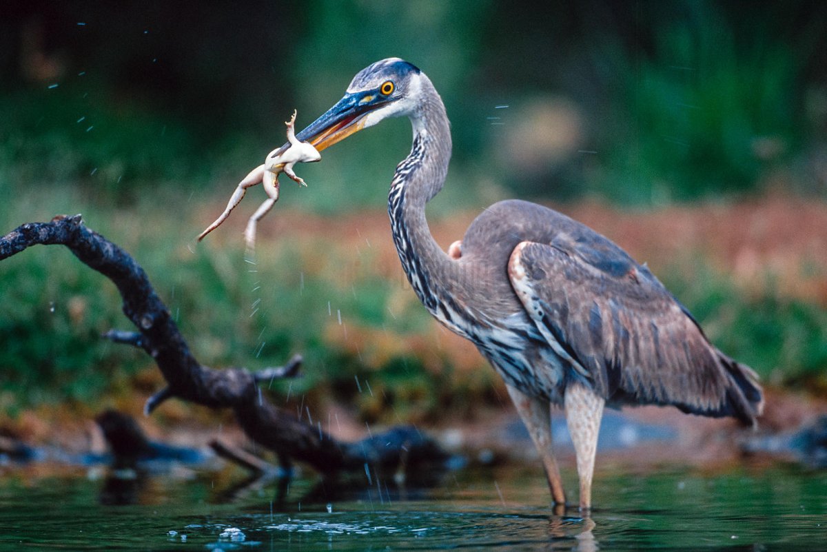 Журавль ест лягушек