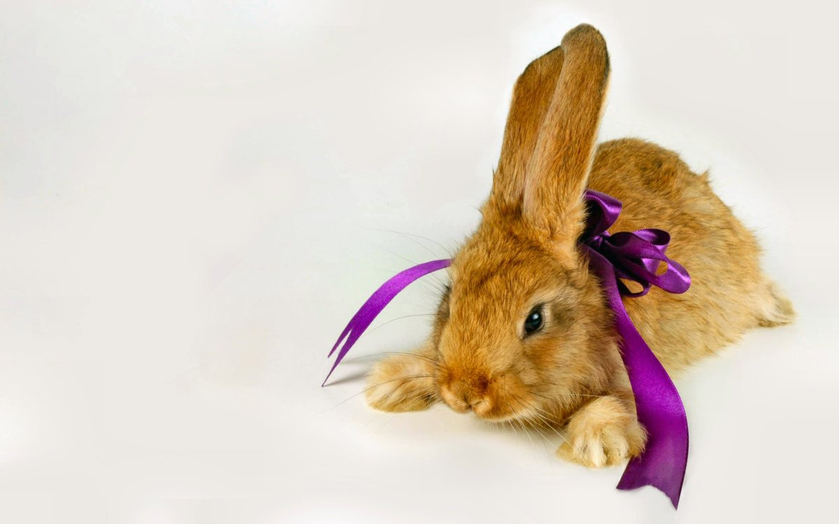 Змея гадюка подколодная