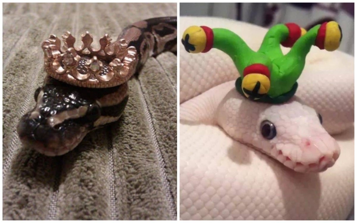 Милые змеи в шапочках