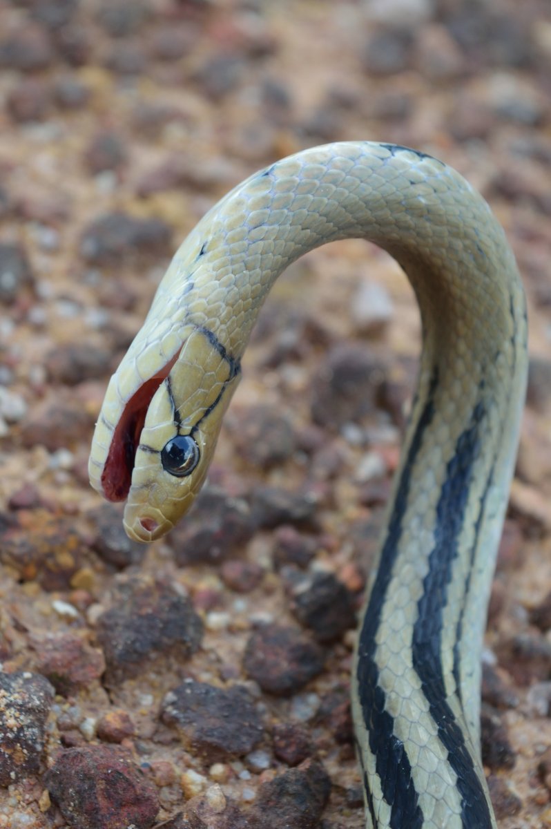 Кролик на однотонном фоне