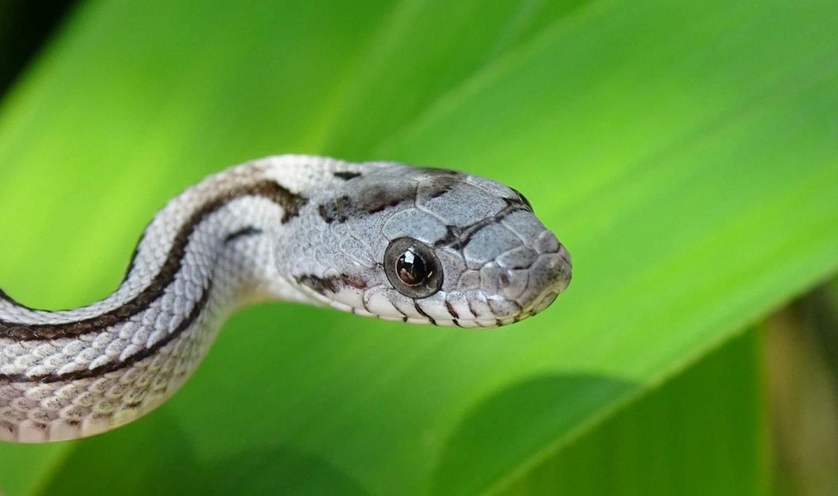 Уши кролика