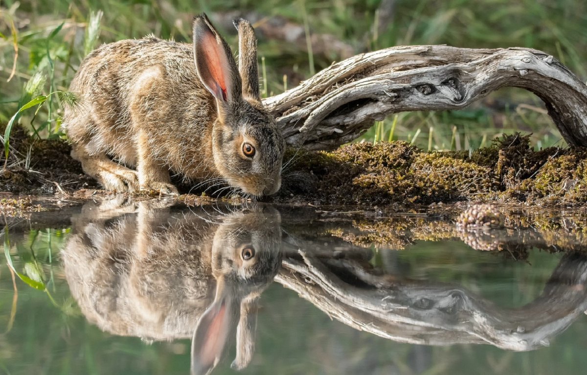 Кролик фото